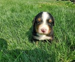 Small Photo #9 Bernese Mountain Dog Puppy For Sale in LEETONIA, OH, USA