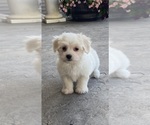 Small #2 Coton de Tulear