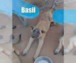 Small #11 German Shepherd Dog Mix