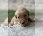 Small Photo #9 Golden Retriever Puppy For Sale in FORDLAND, MO, USA