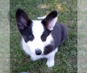 Aussie-Corgi Puppy for sale in ELLENSBURG, WA, USA