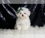 Small #6 Maltese