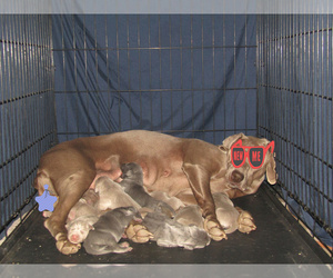 Weimaraner Litter for sale in LAS ANIMAS, CO, USA