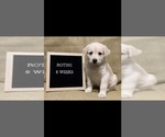 Puppy 7 Labrador Retriever-Siberian Husky Mix