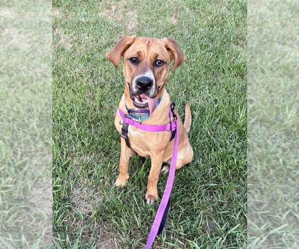 Medium Photo #29 Coonhound-Labrador Retriever Mix Puppy For Sale in Brewster, NY, USA