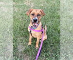 Small Photo #29 Coonhound-Labrador Retriever Mix Puppy For Sale in Brewster, NY, USA