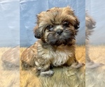 Small Photo #10 Shih Tzu Puppy For Sale in PARSONS, KS, USA