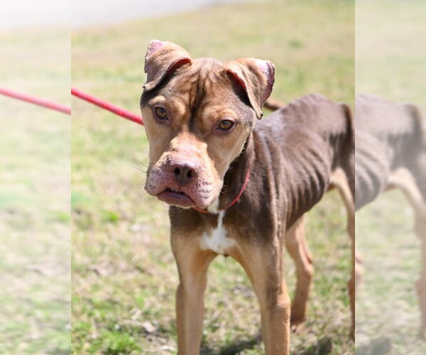 Medium Photo #3 Mutt Puppy For Sale in Glen Allen, VA, USA