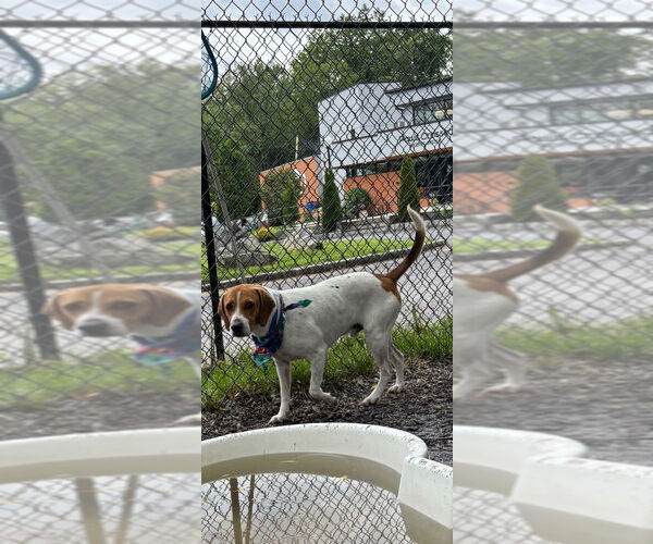 Medium Photo #3 Beagle-Unknown Mix Puppy For Sale in Elmsford, NY, USA