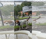 Small #2 Beagle Mix