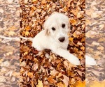 Small Photo #6 Goldendoodle Puppy For Sale in CEDAR HILL, TN, USA