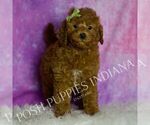 Small Photo #67 Goldendoodle (Miniature) Puppy For Sale in WARSAW, IN, USA