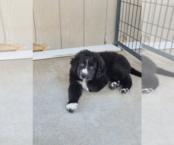 Medium Photo #1 Pyrenees Border Collie Puppy For Sale in Bolivar, MO, USA
