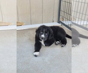 Pyrenees Border Collie Dogs for adoption in Bolivar, MO, USA