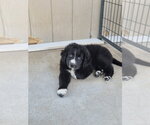 Small Pyrenees Border Collie