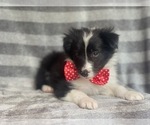 Small Photo #6 Border Collie Puppy For Sale in LAKELAND, FL, USA