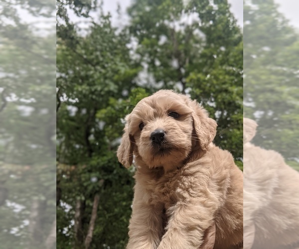 Medium Photo #5 Goldendoodle Puppy For Sale in SPENCER, TN, USA