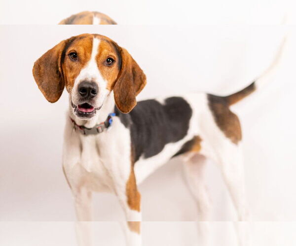 Medium Photo #2 Treeing Walker Coonhound Puppy For Sale in Fort Collins, CO, USA