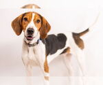Small #1 Treeing Walker Coonhound