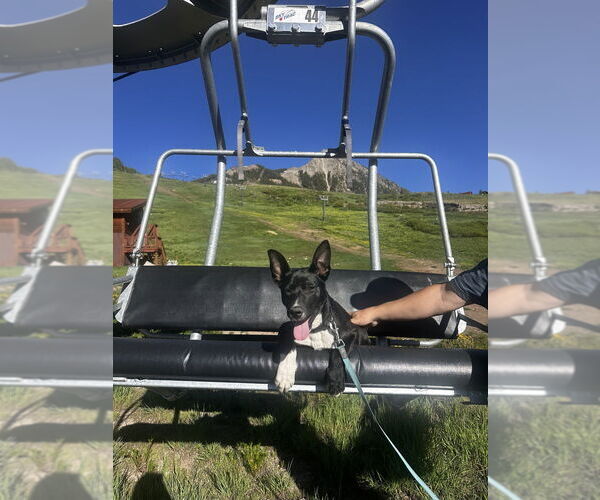 Medium Photo #20 German Shepherd Dog-Unknown Mix Puppy For Sale in Lakewood, CO, USA