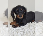 Small Photo #1 Dachshund Puppy For Sale in MARTINSVILLE, IN, USA