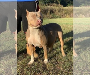 Mother of the American Bully puppies born on 11/08/2019