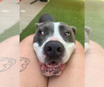Small #2 American Staffordshire Terrier