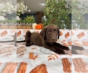 Labrador Retriever Puppy for sale in GREENFIELD, IN, USA