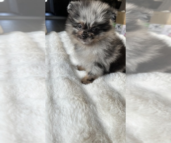 Medium Photo #8 Pomeranian Puppy For Sale in BAKERSFIELD, CA, USA