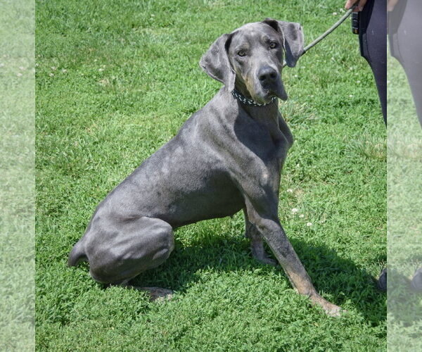 Medium Photo #2 Great Dane Puppy For Sale in Huntley, IL, USA