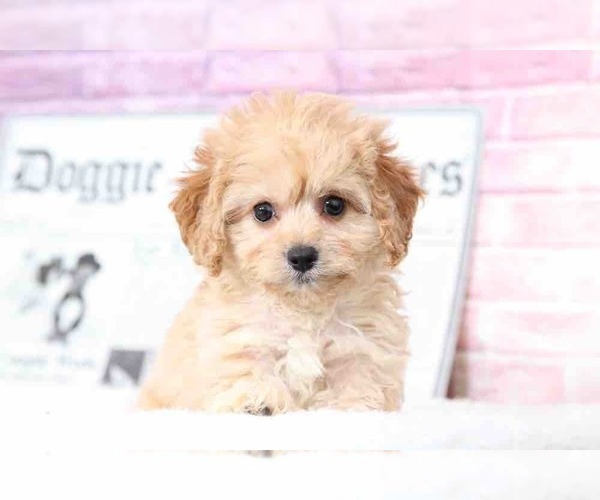 Medium Photo #3 Cavapoo Puppy For Sale in BEL AIR, MD, USA