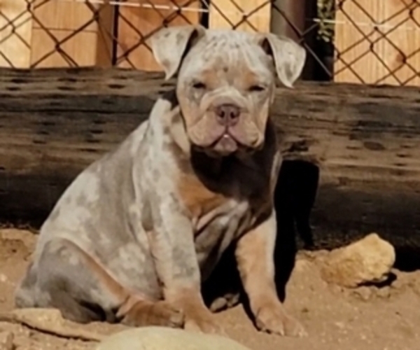 Medium Photo #3 English Bulldog Puppy For Sale in HESPERIA, CA, USA