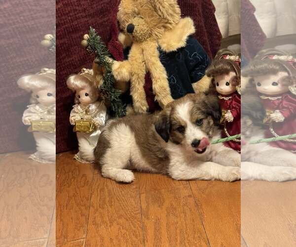 Medium Photo #1 Pomeranian Puppy For Sale in HOPKINSVILLE/PRINCETON, KY, NH, USA