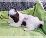 Small Photo #2 Shih Tzu Puppy For Sale in DONGOLA, IL, USA