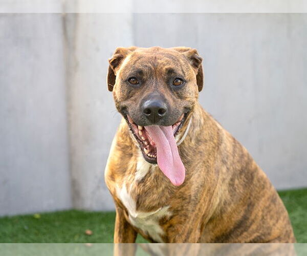 Medium Photo #2 Holland Shepherd-Unknown Mix Puppy For Sale in Pasadena, CA, USA