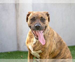 RAYA - Female Holland Shepherd-Unknown Mix Dog for Adoption - Photo #2