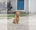 Small Photo #13 Golden Retriever Puppy For Sale in POWERS, OR, USA