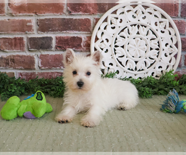 Medium Photo #5 West Highland White Terrier Puppy For Sale in SYRACUSE, IN, USA