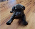 Small Photo #10 Cane Corso Puppy For Sale in INDIANAPOLIS, IN, USA