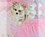 Small #2 Pomeranian
