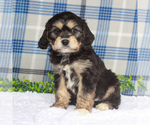 Small Photo #1 Cavachon Puppy For Sale in GAP, PA, USA