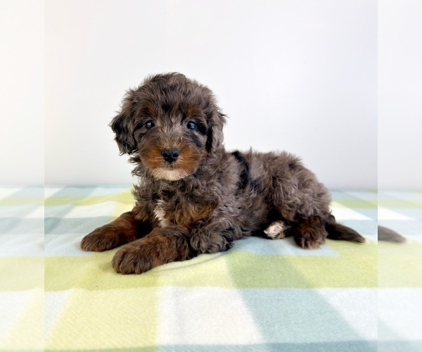 Medium Photo #5 Bernedoodle (Miniature) Puppy For Sale in GREENFIELD, IN, USA