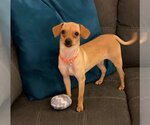 Small Photo #1 Chiweenie Puppy For Sale in Phoenix, AZ, USA