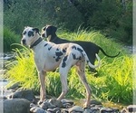 Small Photo #1 Great Dane Puppy For Sale in BATTLE GROUND, WA, USA
