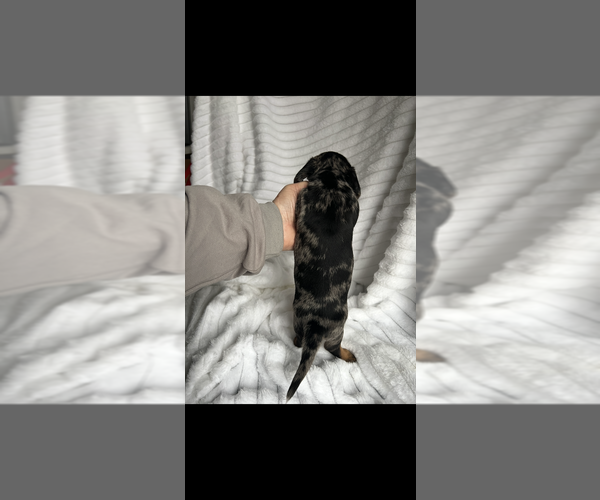 Medium Photo #5 Dachshund Puppy For Sale in NILES, MI, USA