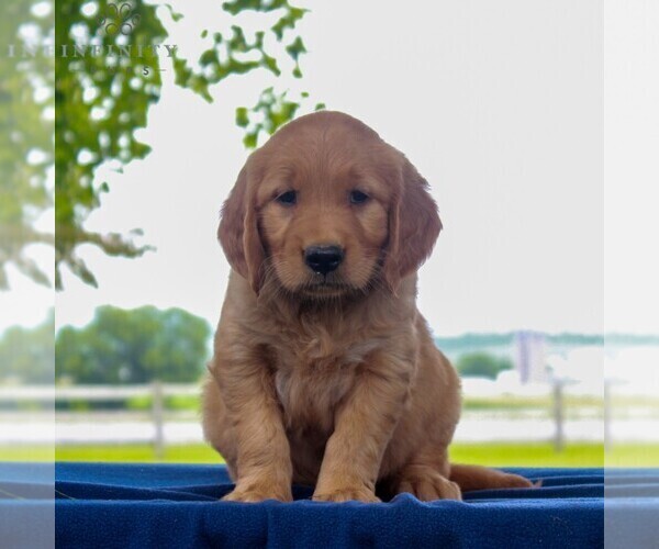 Medium Photo #1 Golden Retriever Puppy For Sale in NARVON, PA, USA