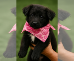 Small German Shepherd Dog