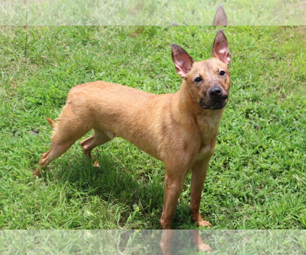 Medium Photo #2 Mutt Puppy For Sale in Jackson, MS, USA