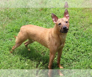 Ed Robinson - Male Mutt Dog for Adoption - Photo #2