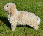 Small #3 Poodle (Standard)